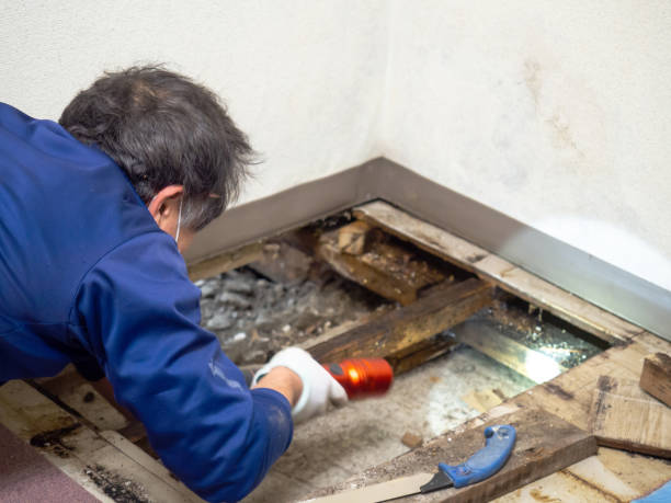 Best Residential Mold Remediation in Roberts, WI