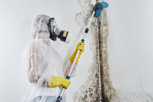 Best Bathroom Mold Remediation in Roberts, WI