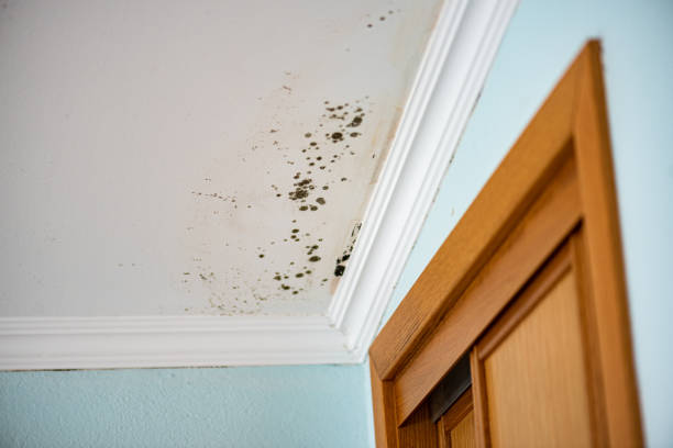 Best White Mold Remediation in Roberts, WI